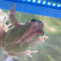 アマガエルの画像