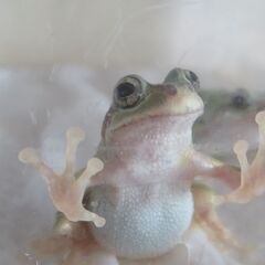 アマガエルの画像