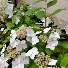 四季咲きタイプの紫陽花　常緑多年草　3月に必ず開花する紫陽花