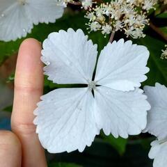 四季咲きタイプの紫陽花　常緑多年草　3月に必ず開花する紫陽花の画像