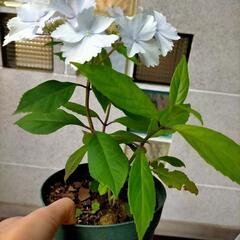 四季咲きタイプの紫陽花　常緑多年草　3月に必ず開花する紫陽花の画像