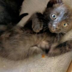黒猫の子猫🐈‍⬛♂