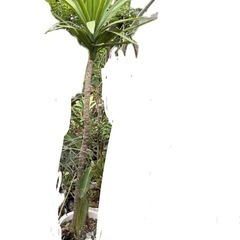 ユッカ　エレファンティペス　観葉植物　Yucca 塊根植物　ビザールプランツ　多肉植物　観葉植物　塊根植物　多肉植物　ビザールプランツ　レアプランツ　ガーデニング　植物　グリーン　趣味　盆栽　葉　花　庭　草　インテリア　おしゃれ　飾り　園芸　の画像