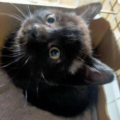 黒猫の可愛い子猫🐈‍⬛🐾