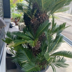 ソテツの画像