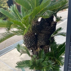 ソテツの画像