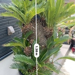 ソテツの画像