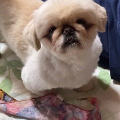 ペキニーズ、コーギー好きの友達募集🐶