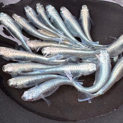 サンセット極龍若魚 終了しました。