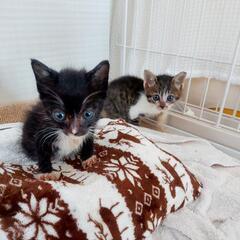 生後１ヶ月半の子猫