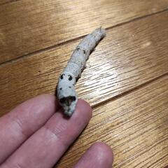 蚕