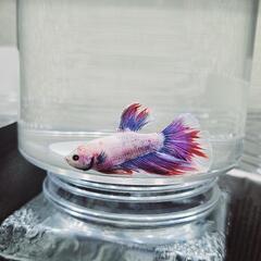 ベタ