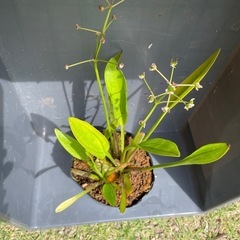 ②ナガバオモダカ1ポット🌱めだかの水草の画像