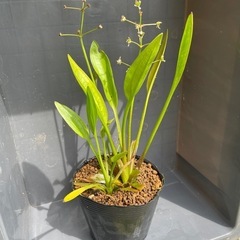 ②ナガバオモダカ1ポット🌱めだかの水草