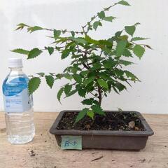 けやきの盆栽