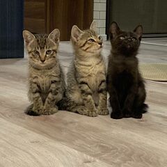 福岡市東区より：生後２ヶ月の子猫４匹の里親になってくださる方募集！