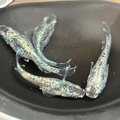 改良メダカ