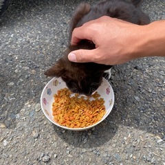 野良猫（メス）