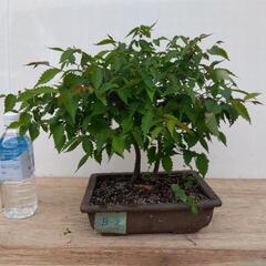 けやきの盆栽