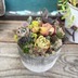 ランキングキーワードに紐づく投稿画像-多肉植物