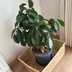ランキングキーワードに紐づく投稿画像-観葉植物