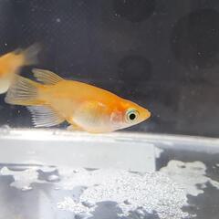 楊貴妃ダルマメダカ 1ペア+1匹 800円