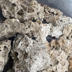 水槽　珊瑚　置物　オブジェ　軽石　の画像