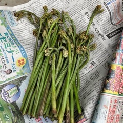 天然わらび　