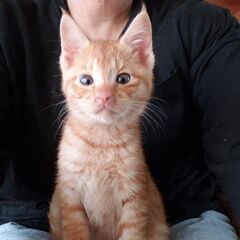 可愛い子猫兄妹の里親様急募