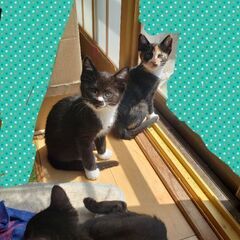 男の子２匹決まりましたので女の子２匹の里親様募集