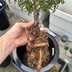 ランキングキーワードに紐づく投稿画像-多肉植物