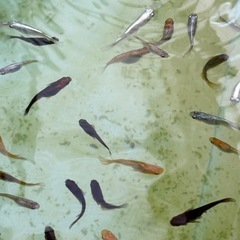 メダカ色々の画像
