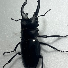 インターメディアツヤクワガタペアの画像