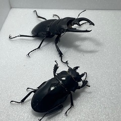 インターメディアツヤクワガタペアの画像