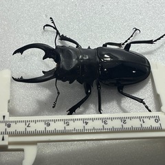 インターメディアツヤクワガタペア