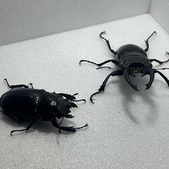 インターメディアツヤクワガタペアの画像