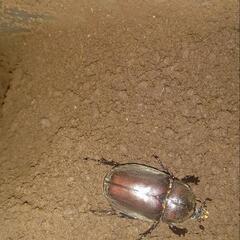 カブトムシ成虫