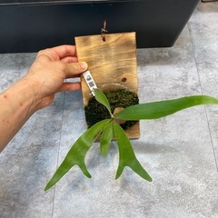ビカクシダ コウモリラン 品種 キリン