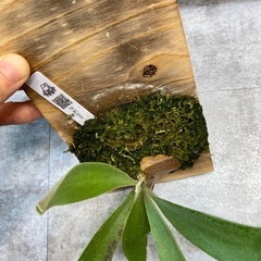 ビカクシダ コウモリラン 品種 キリンの画像