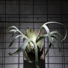 ビカクシダ コウモリラン 品種 キリンの画像