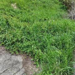 敷地内の管理（草刈り等）