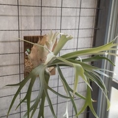 ビカクシダ コウモリラン 品種p.veitchii wild✖️p.willinckiiの画像