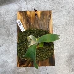 ビカクシダ コウモリラン 品種p.veitchii wild✖️...