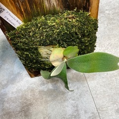 ビカクシダ コウモリラン 品種p.veitchii wild✖️p.willinckiiの画像