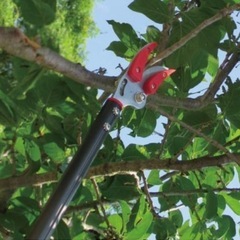 高枝切りハサミ✂️🍎