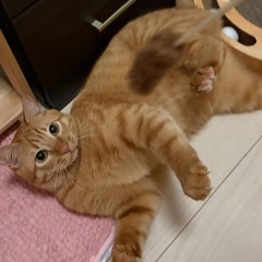 茶トラの男の子