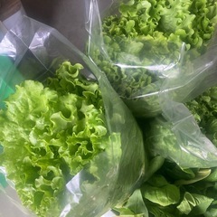 《訳あり》フリルレタス  2束100円