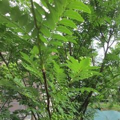山椒の実　木の芽　あげます。