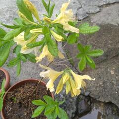 天然ツツジ黄花