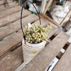 (お話し中)多肉植物　姫秋麗　英字缶の画像